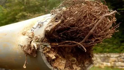 Tree roots growing through a cracked sewer pipe